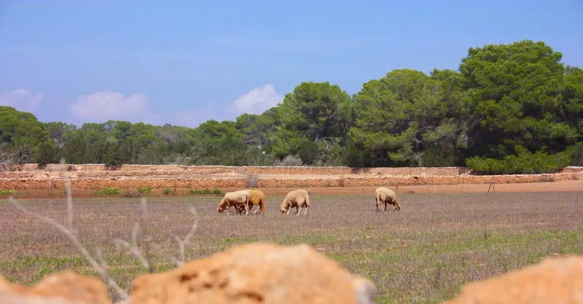 Sheep grazing in the Ibizan countryside.