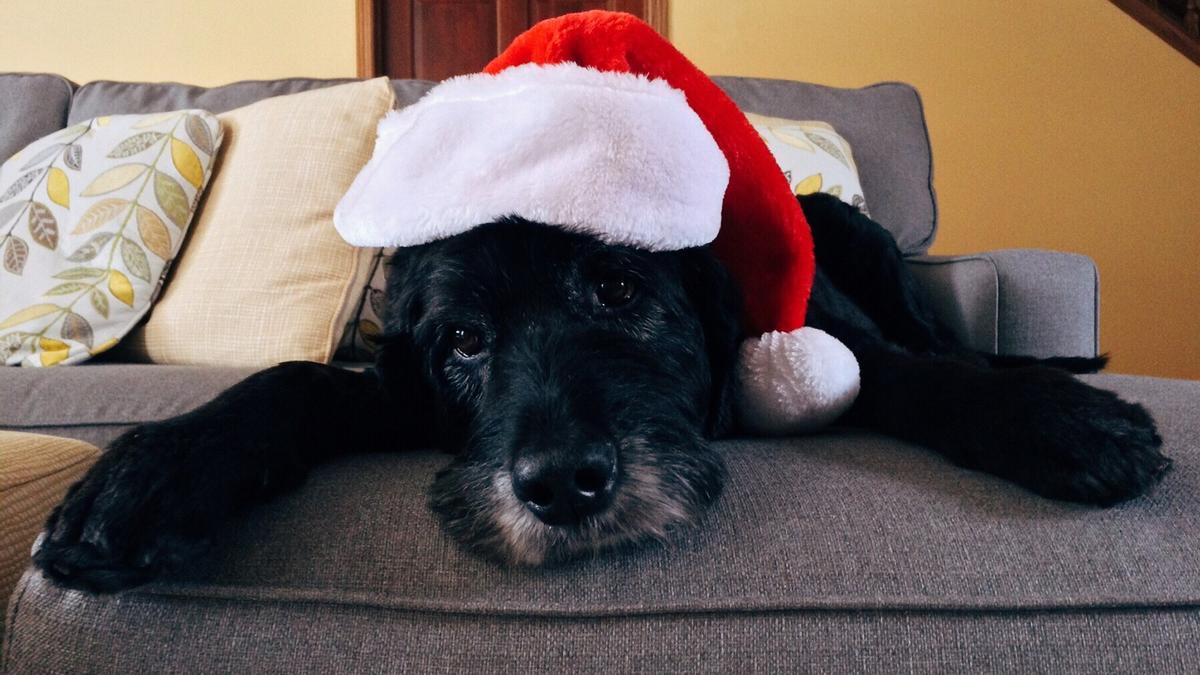 Estas son las canciones de Navidad favoritas por los perros.