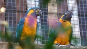 Dos exemplars de guacamai gorjablau al Zoo de Barcelona