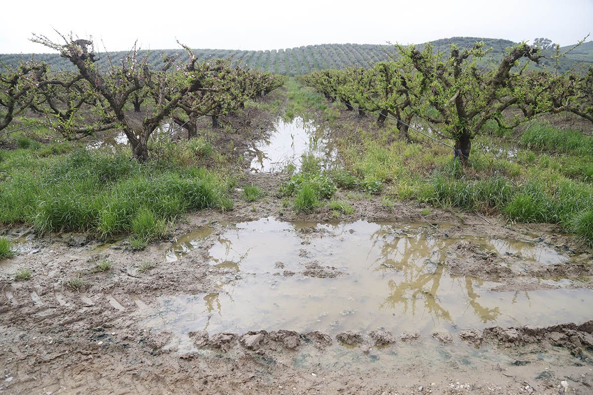 Los efectos de la borrasca Nelson en el campo cordobés