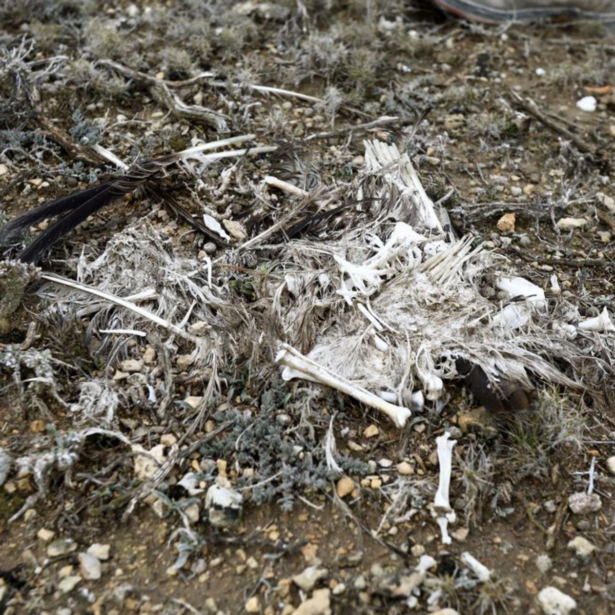 La muerte que lleva el viento