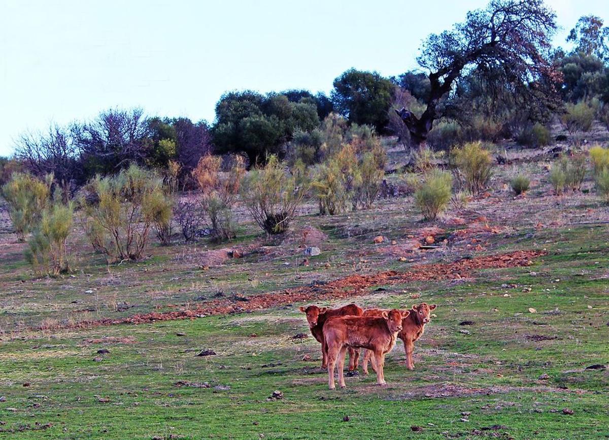 ‘Vacas bombero’: así ayuda el ganado a evitar incendios en Andalucía