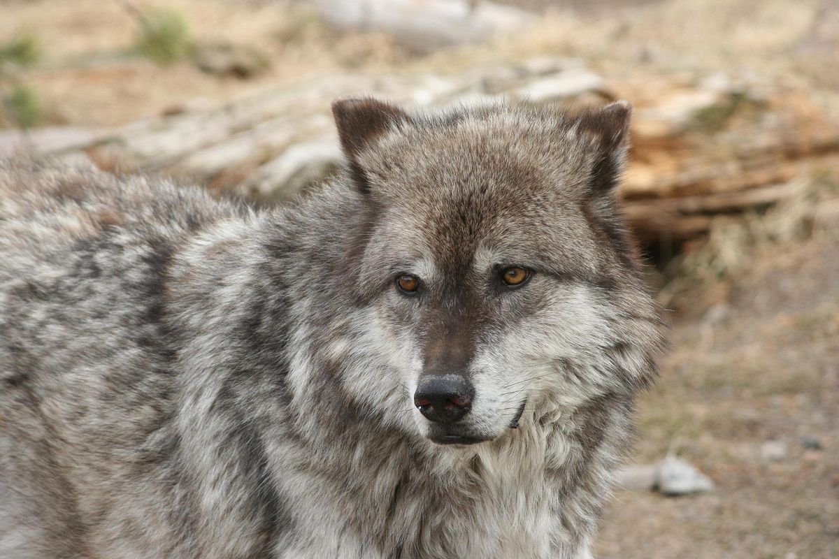Ejemplar de lobo gris en Yellowstone.