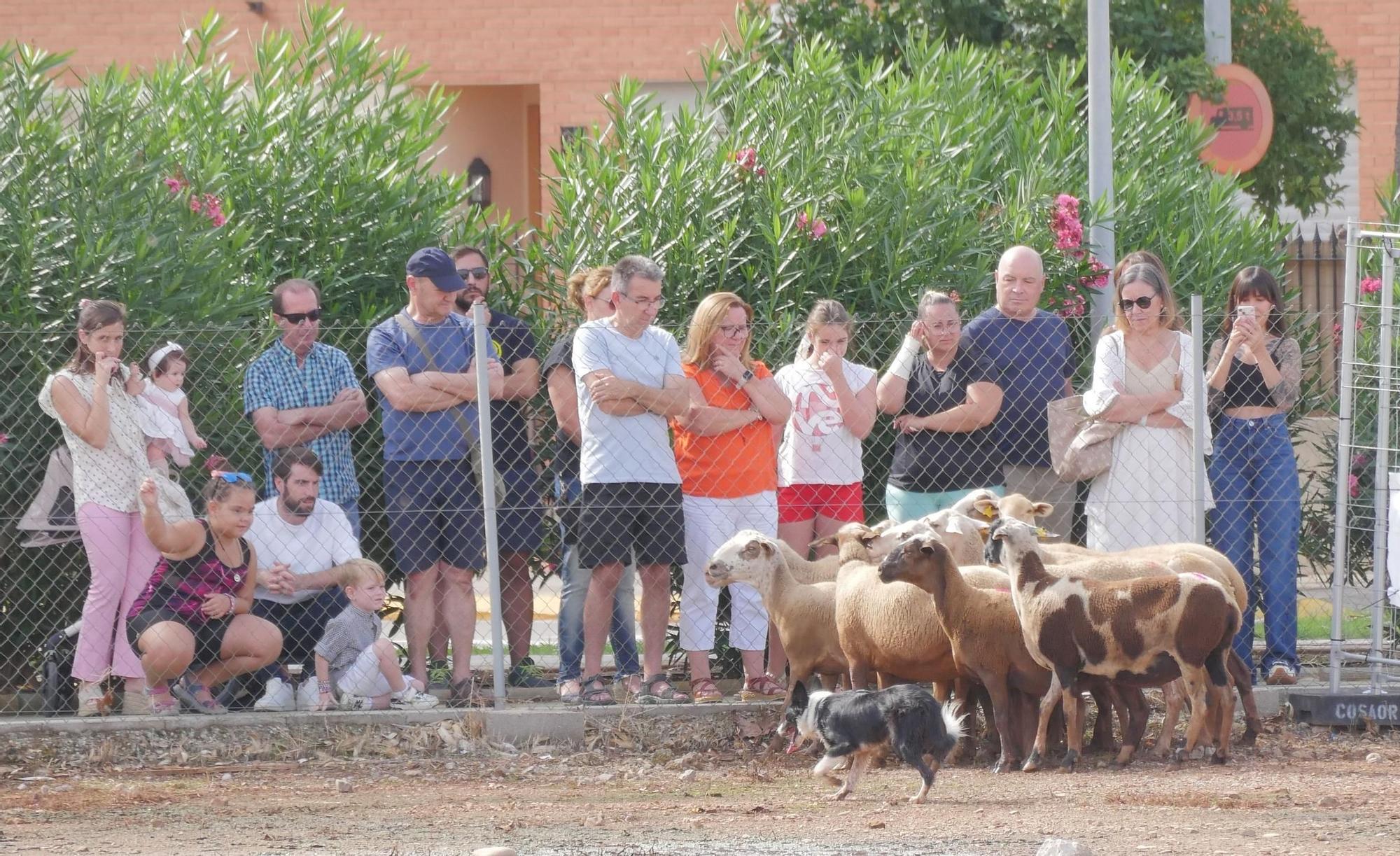 La Fira Agrícola de Nules, en imágenes