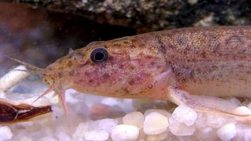 Un nuevo pez invasor, originario del este asiático, el dojo (Misgurnus anguillicaudatus), se ha expandido ya por "casi todas las zonas de agua dulce del Delta del Ebro", lo que hace prever que se extienda de forma natural por ese río hasta los puntos con barreras, o por otras cuencas, de la mano del hombre.
