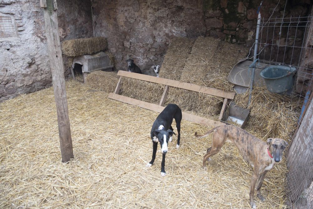 Cavalls i gossos a la torre Lluvià