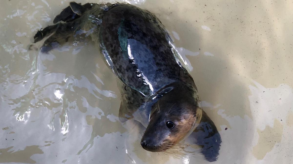 La foca gris que se recupera actualmente en el Igafa de A Illa.