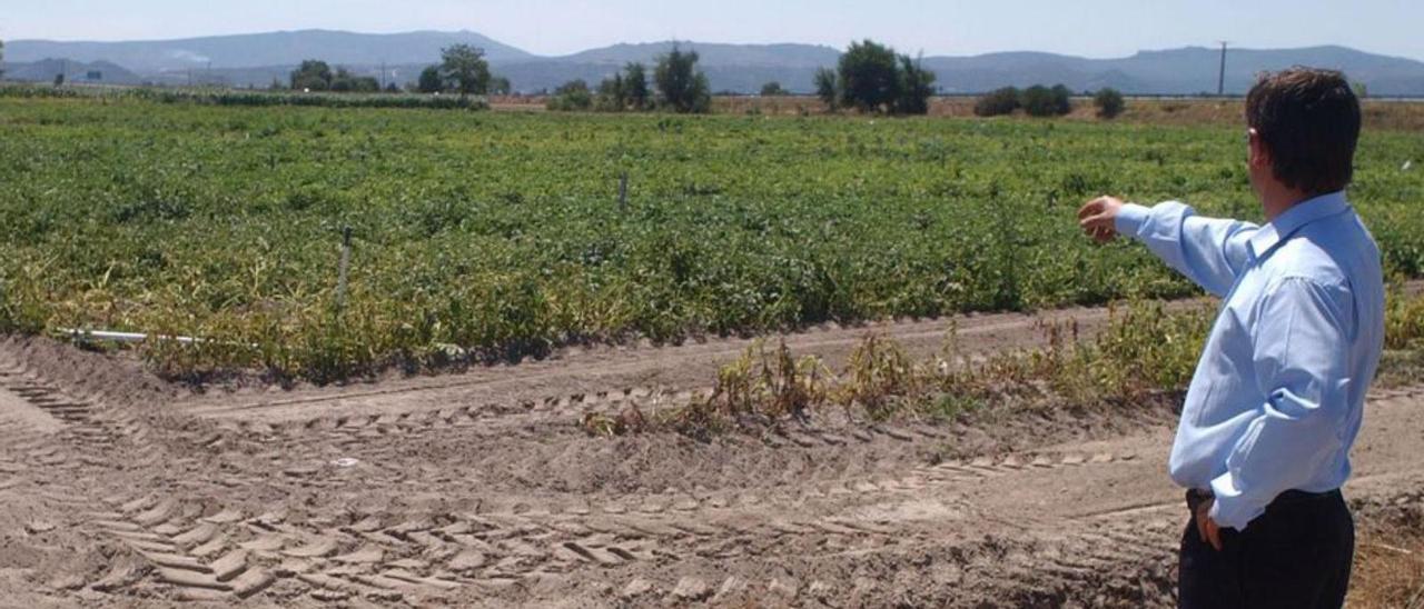 Plantación de cereales en Xinzo.