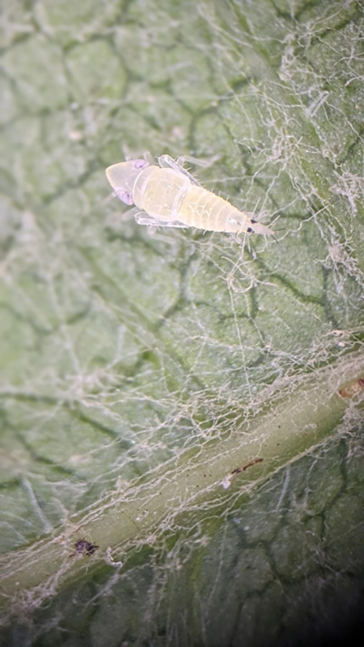 Una ninfa de saltamontes americano, el insecto vector de la flavescencia dorada.