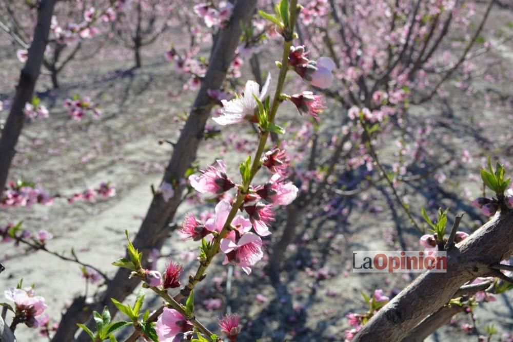 Comienza la Floración de Cieza