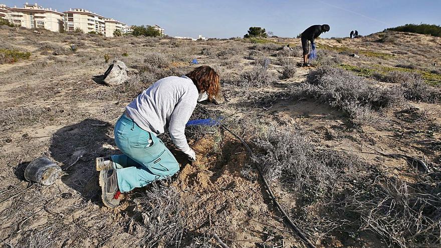 Plantas que salvan dunas