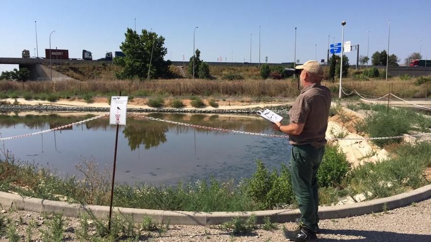 Hidraqua activa un plan de voluntariado de análisis de aves en las depuradoras