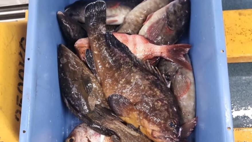 Incautan unos 36 kilos de pescado a un pescador recreativo en Canarias