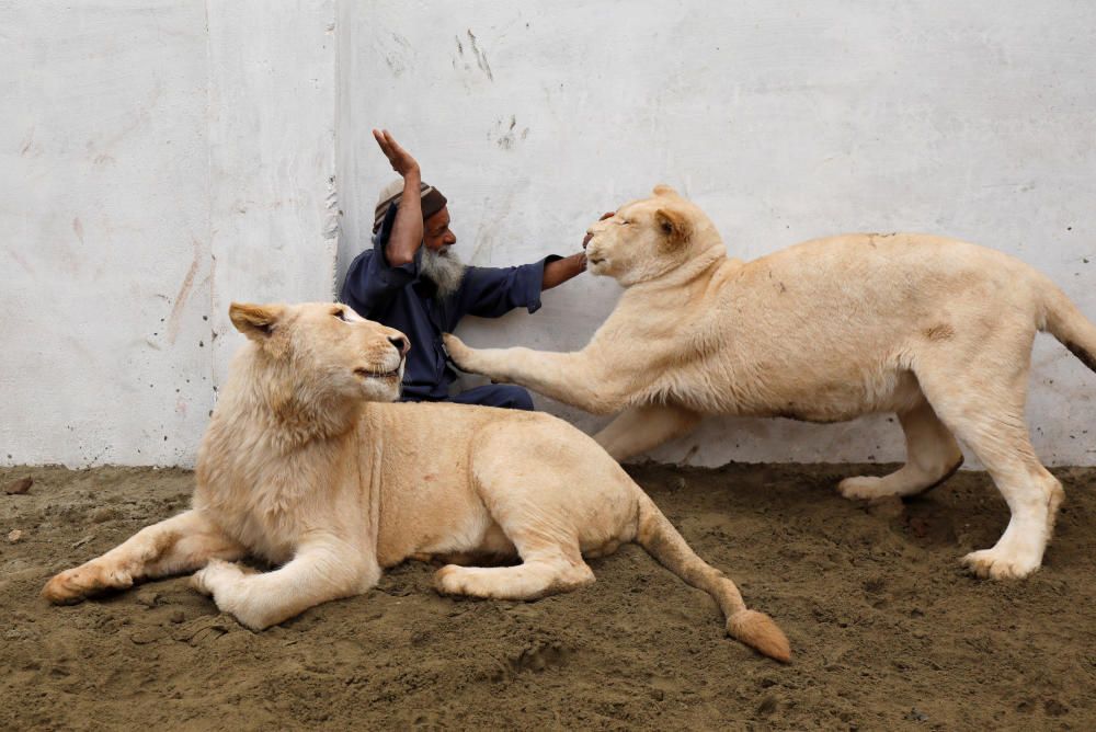 Mamy, a caretaker plays with a pair of pet lions ...