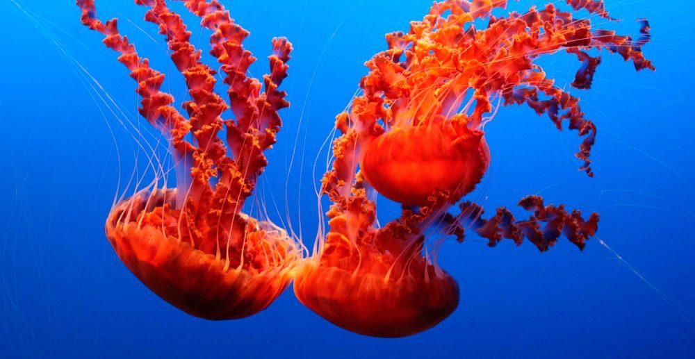 Las medusas más peligrosas: Medusas ortiga