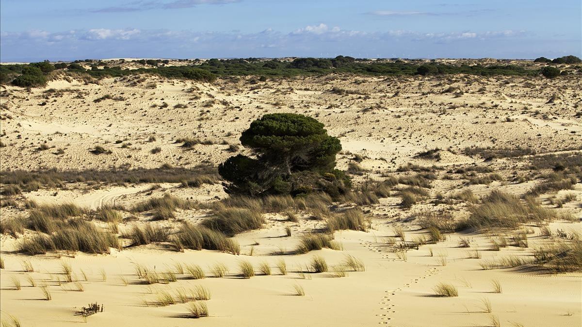 rjulve25417175 05 marzo 2013 andalucia  huelva paisaje de dunas en el parqu180713170318