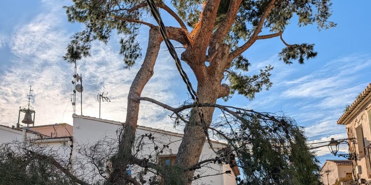La gran rama que se ha desprendido de un pino del histórico jardín del antiguo hospital de Dénia