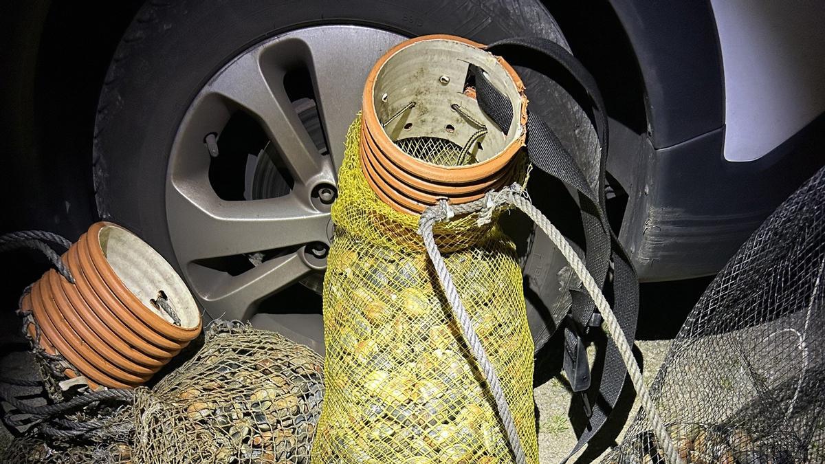 Almeja intervenida en Ferrol.