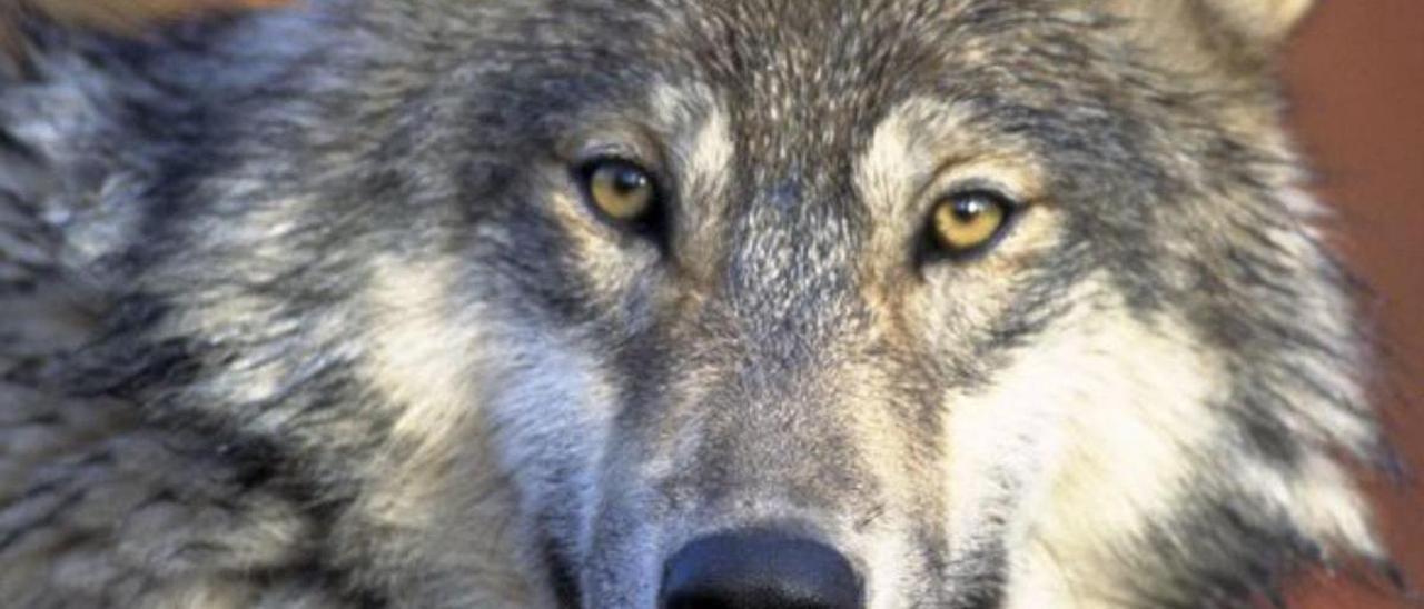 Los furtivos han matado a tres de los veintiún lobos radiomarcados en Asturias desde 2017