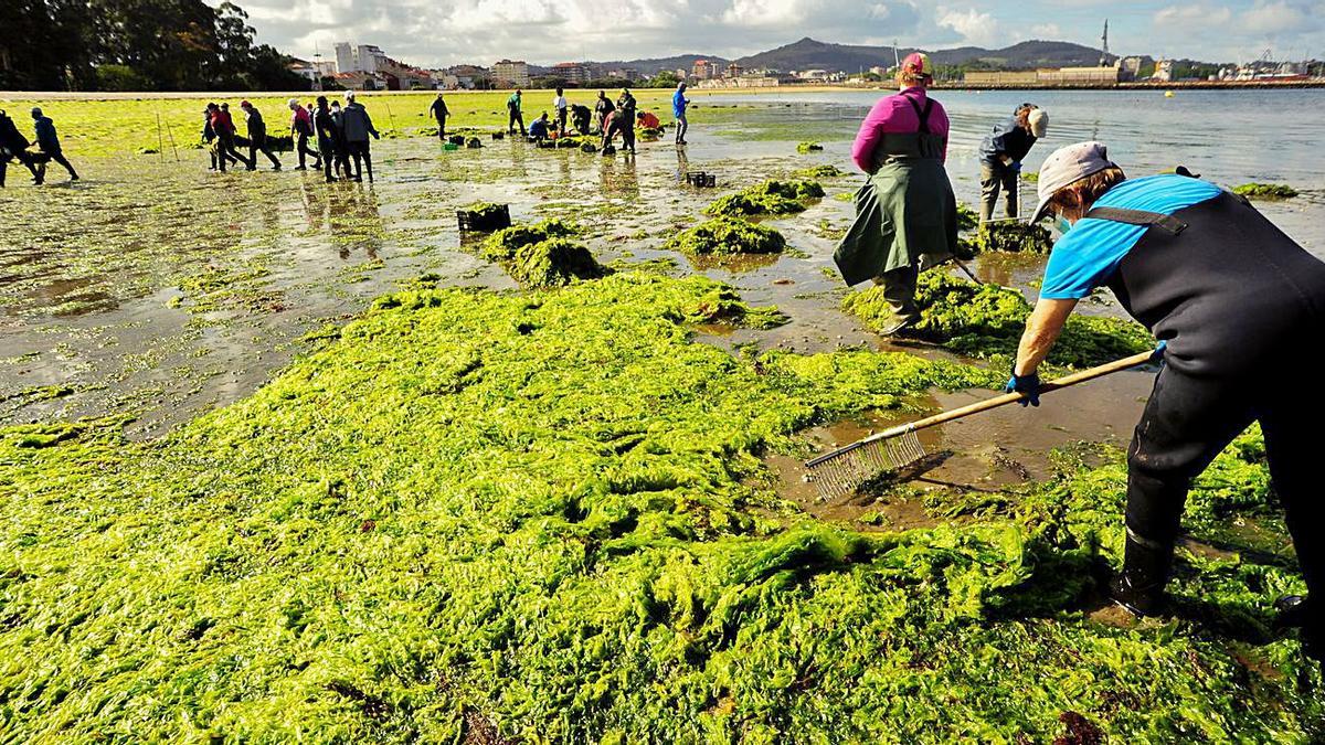 Las mariscadoras, retirando
ayer las algas. |  // IÑAKI ABELLA