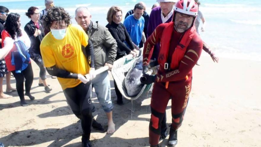 Mueren dos calderones en la playa de Burriana