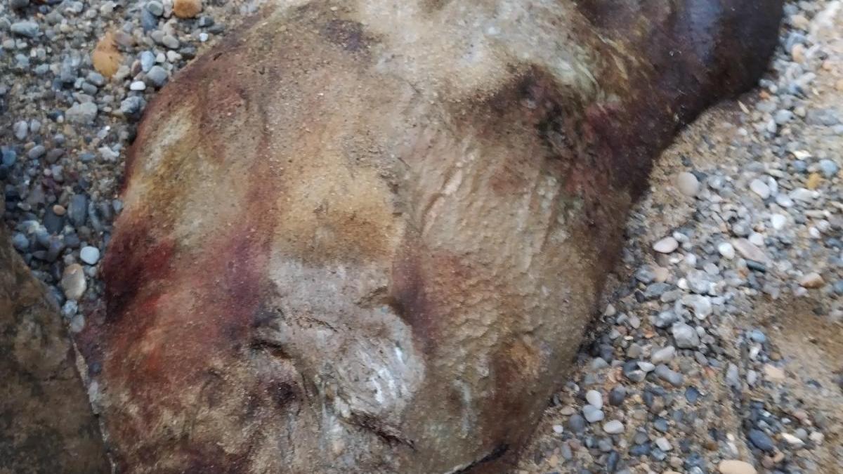 Aparece una especie sin identificar varada en la playa de Santa Cruz