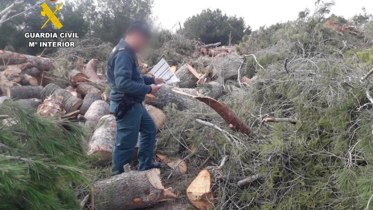 Un guardia civil observa los restos de una tala ilegal.