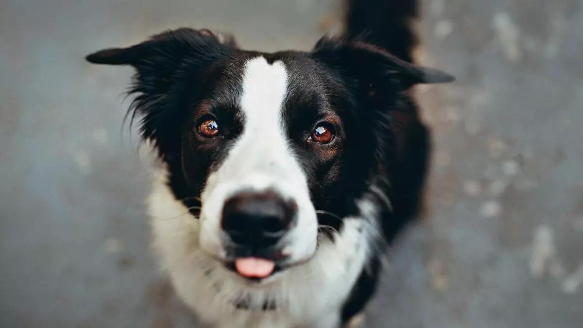 Border collie