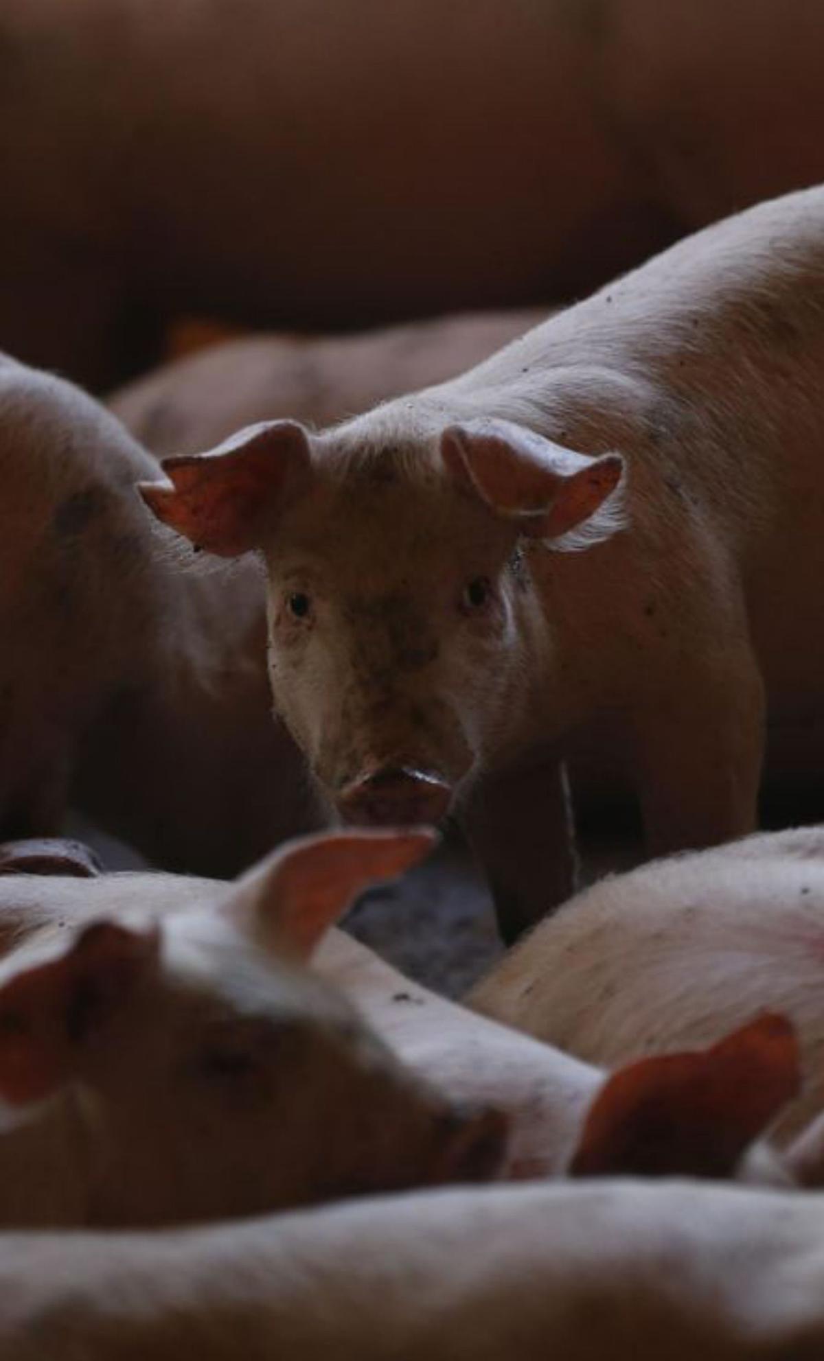 Les pimes del sector porcí preveuen mesos de pèrdues