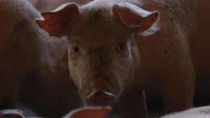 Les pimes del sector porcí preveuen mesos de pèrdues