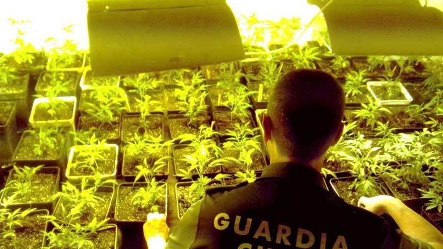 Desmantelada una plantación de marihuana en una vivienda de Aceuchal