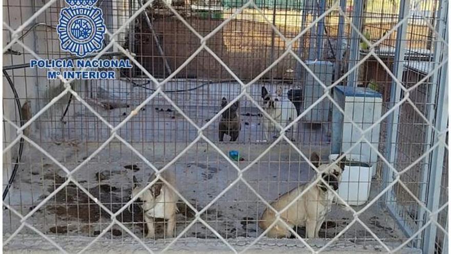 Desmantelan un criadero ilegal de perros en Badajoz