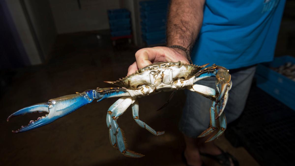 Un ejemplar de cangrejo azul.