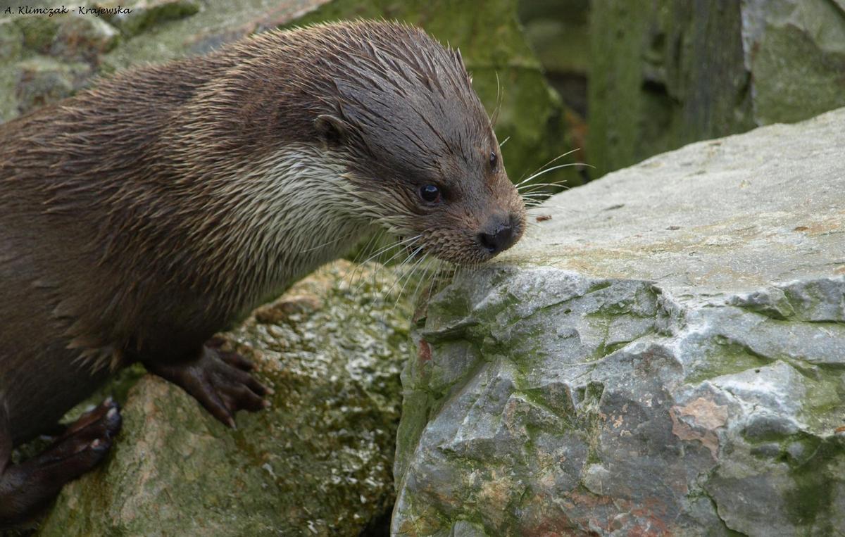 Ejemplar de nutria