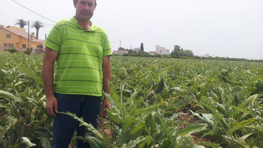 Mercadona compra 420.000 kilos de alcachofa de Benicarló