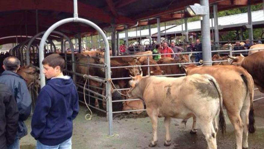 Pola de Somiedo celebra hoy la popular feria bovina &quot;Primero de noviembre&quot;