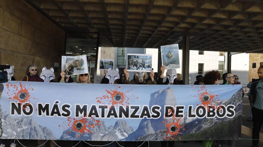 “Lobo vivo, lobo protegido”: una concentración clama en Oviedo contra la caza de este animal coincidiendo con la presentación del plan de gestión del lobo