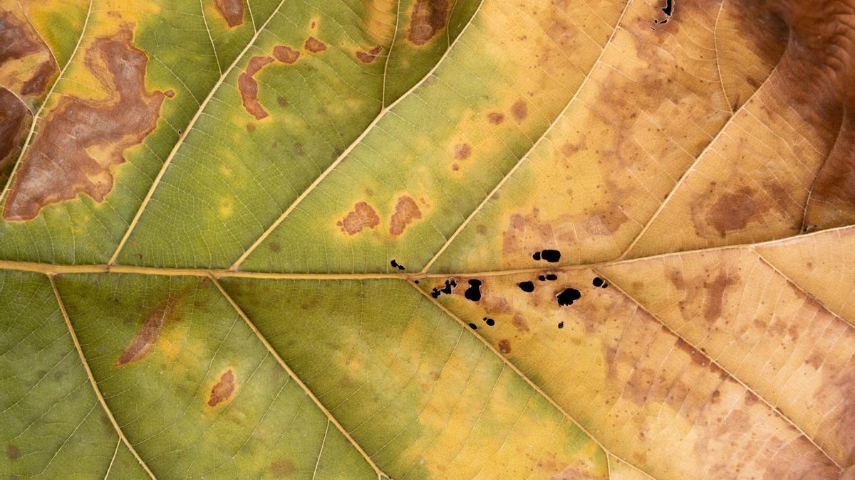 Clorosis, causa de muerte para las plantas