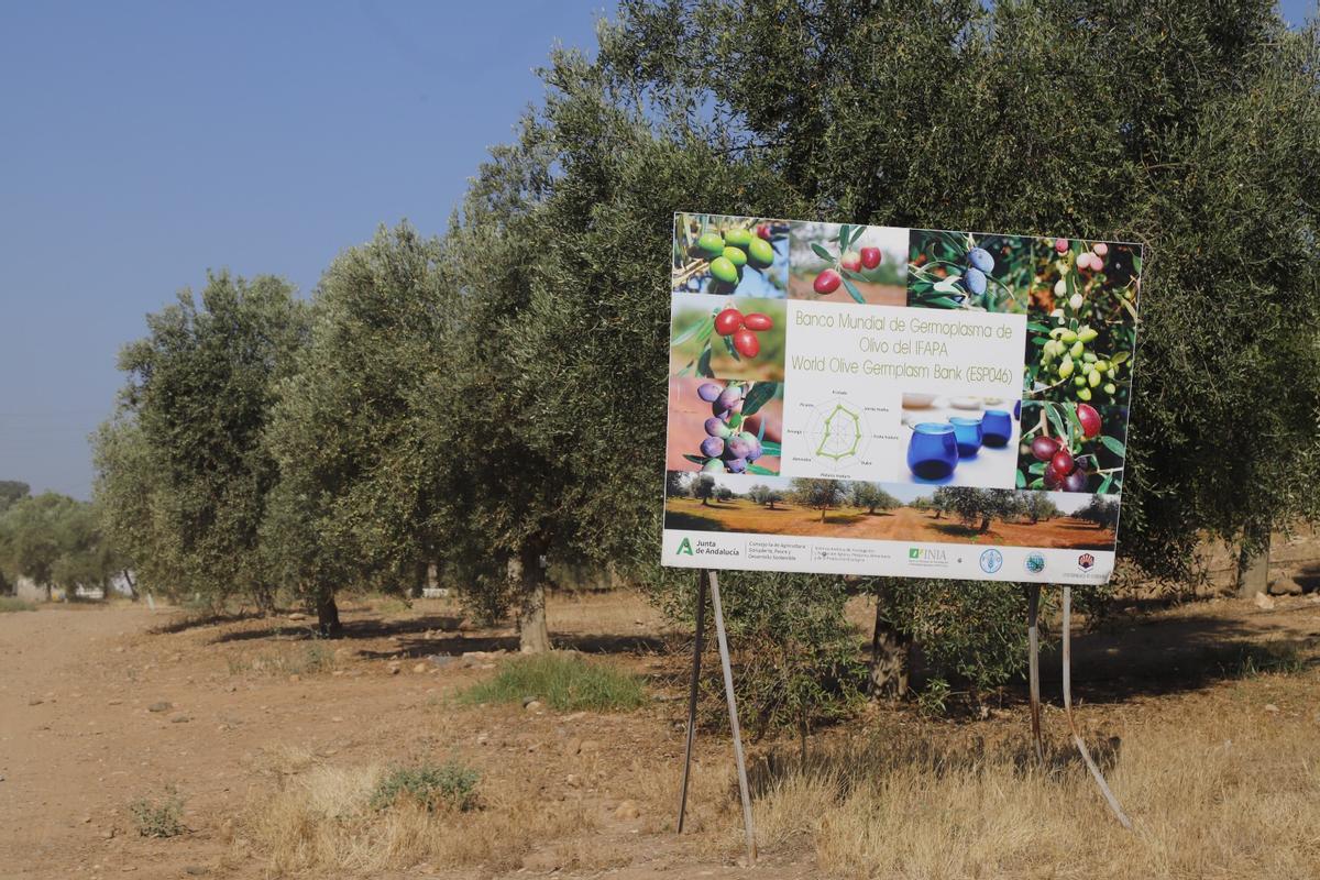 Olivos del Banco Mundial de Germoplasma de Córdoba, de donde procede la mitad de las semillas
