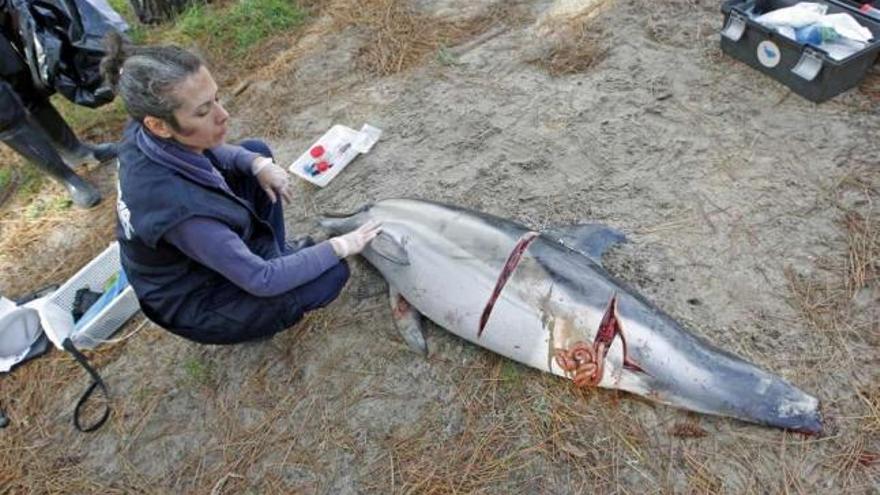 Una bióloga de Cemma analiza el cuerpo de uno de los delfines varados ayer en Samil.  // M.G.B.