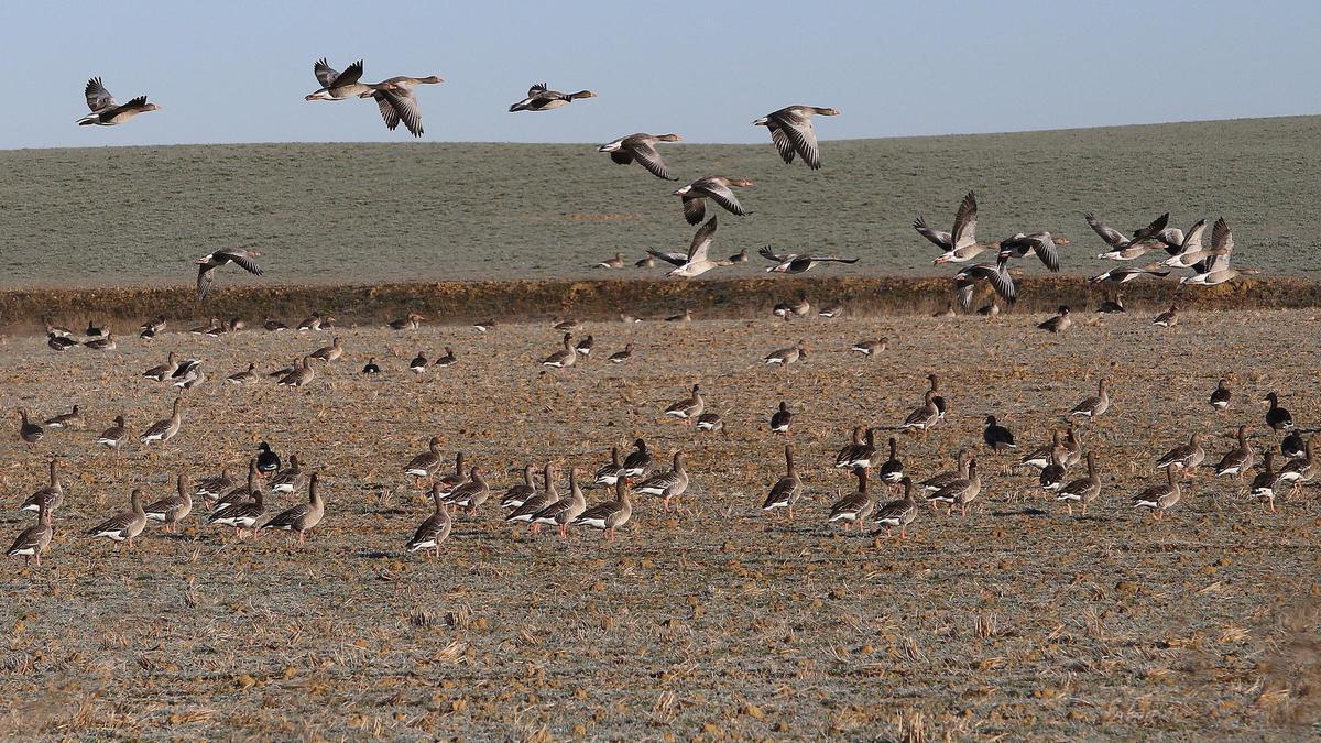 Ánsares sobrevuelan una zona de Palencia.