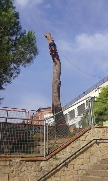 Tala d''arbres a la Renaixença