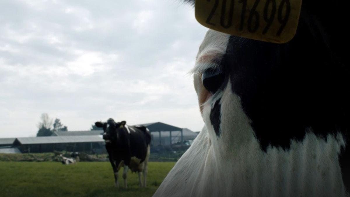 Una imagen de ’Vaca’, de Andrea Arnold.