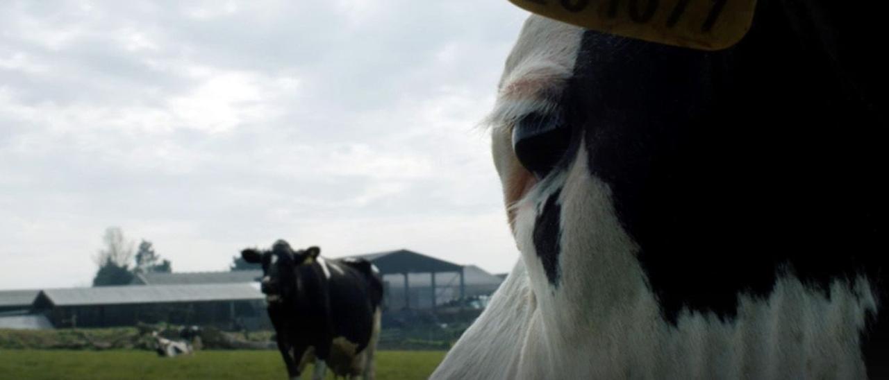 Una imagen de ’Vaca’, de Andrea Arnold.