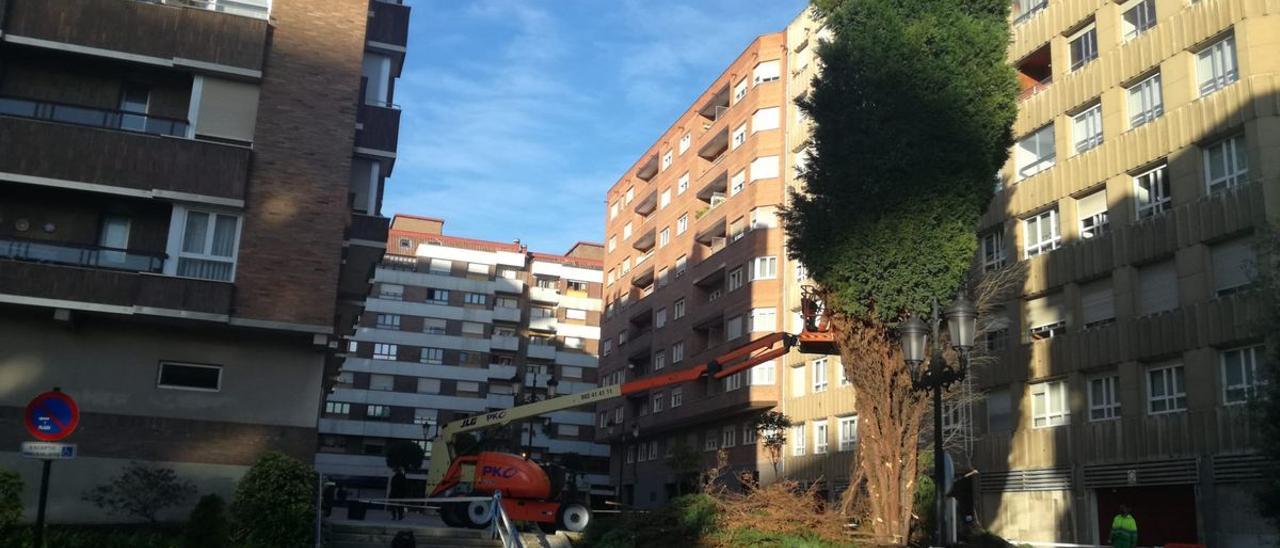 Operarios de parques y jardines, durante la tala.