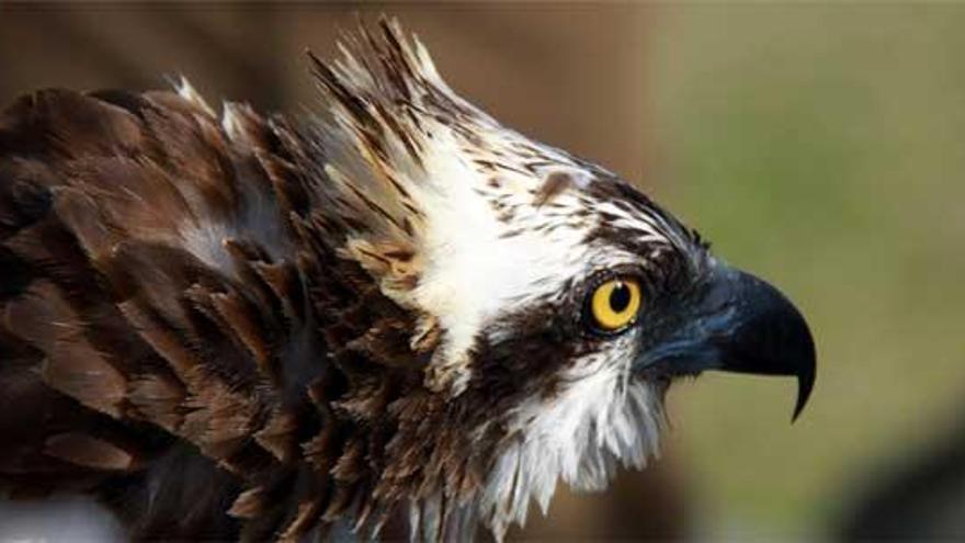Panchita» alienta las esperanzas de que el águila pescadora pueda anidar en  Asturias - La Nueva España