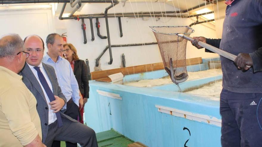 La captura del langostino se triplica pese al estado del Mar Menor