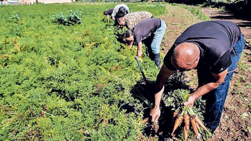 Varios agricultores recogen zanahorias en un terreno de Gran Canaria.