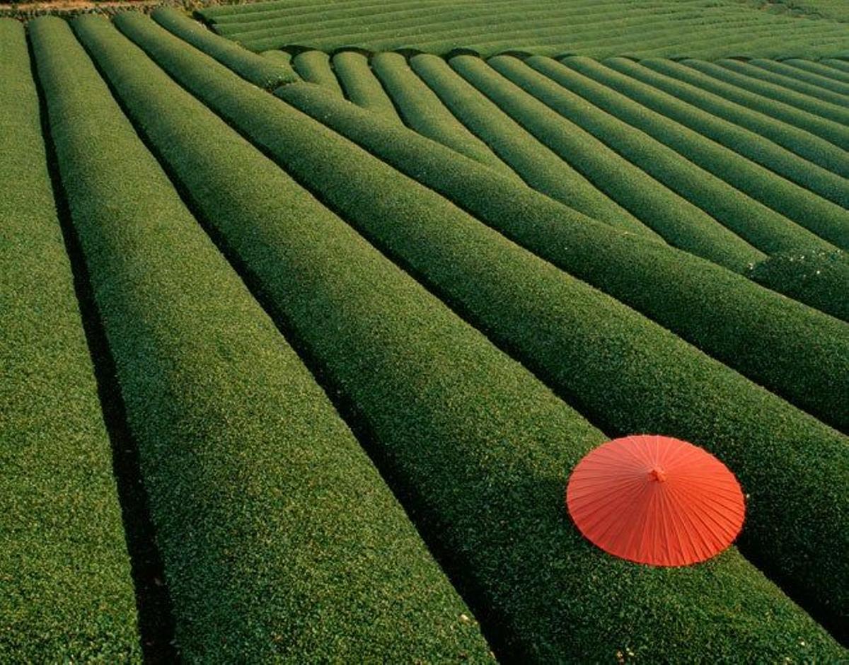 Plantación de té en Japón.