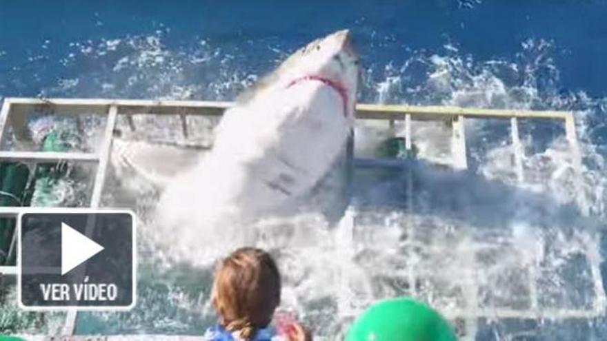 Un tiburón blanco se cuela dentro de la jaula para turistas